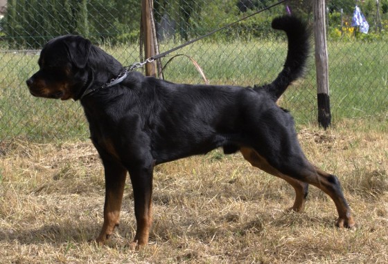 Rottweiler maschio