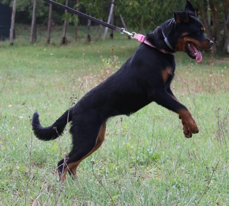 Cucciola Rottweiler