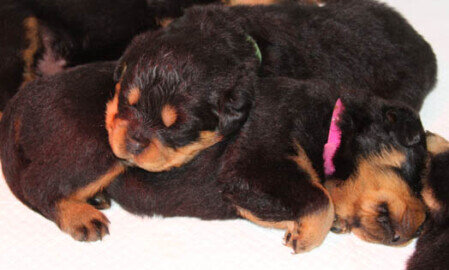 Rottweiler Firenze cuccioli