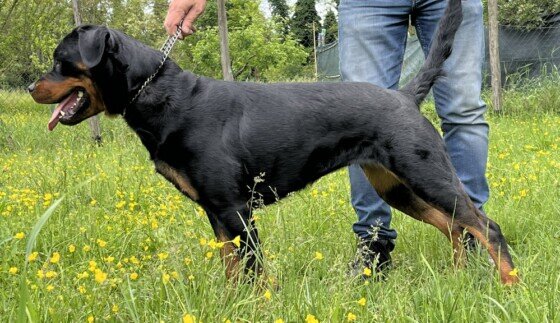 Rottweiler cucciolone