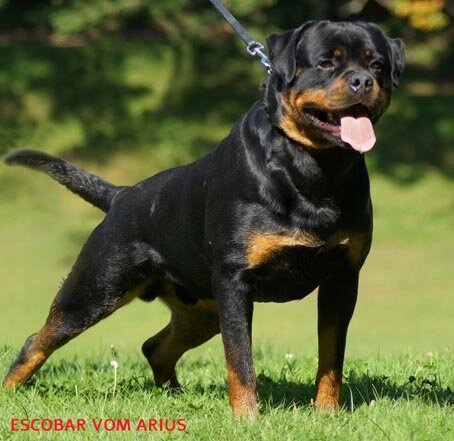 stallone rottweiler