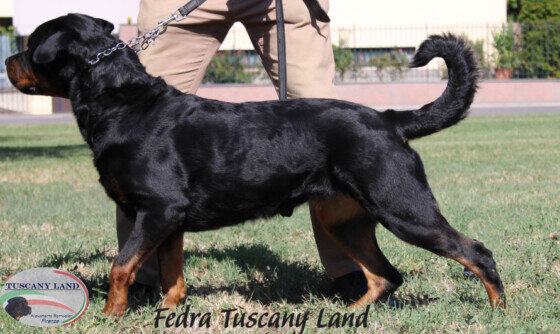 Rottweiler cucciolone