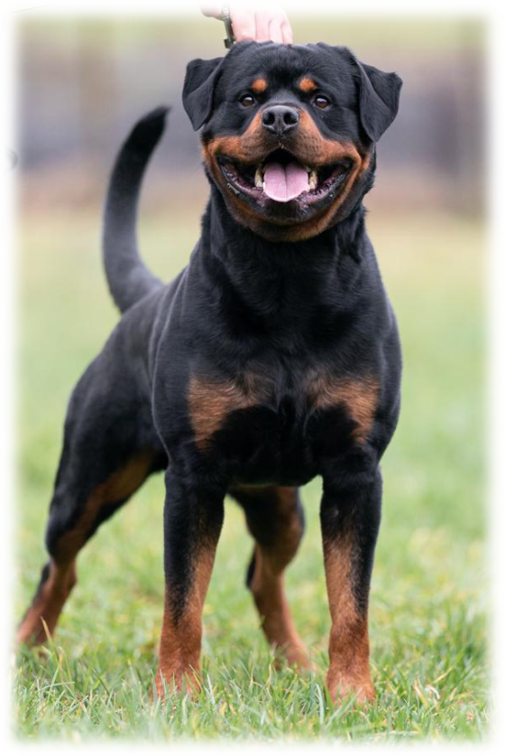 stallone rottweiler