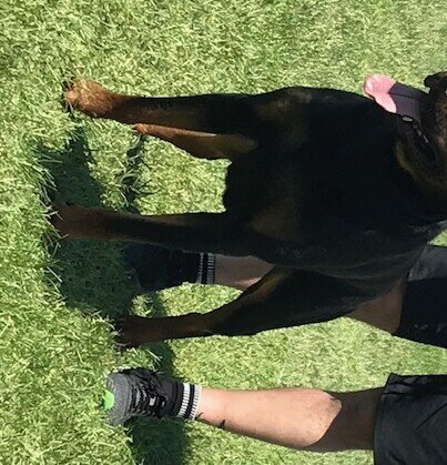 Rottweiler Zumba