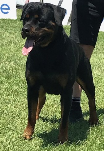 Zumba dei Tesori Etruschi Rottweiler riproduttrice selezionata enci