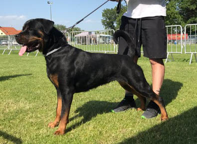 Zumba dei Tesori Etruschi Rottweiler