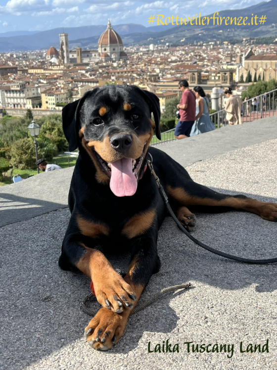 Rottweiler cucciolone