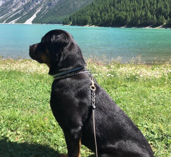 Rottweiler cucciolone