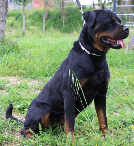 Rottweiler cucciolone