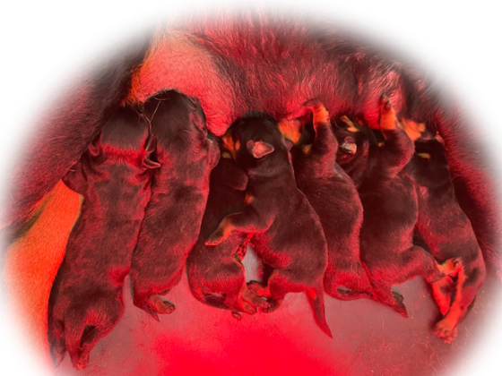 Vendita Cucciolo rottweiler