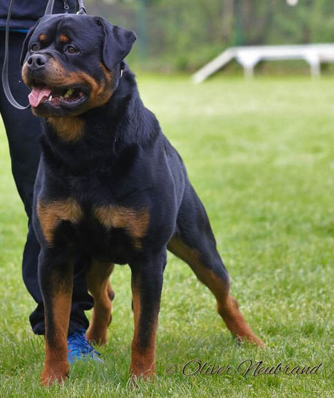 stallone Tedesco Rottweiler