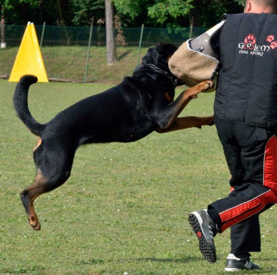 rottweiler utilita e difesa