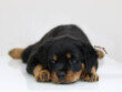 attrezzature per veterinaria