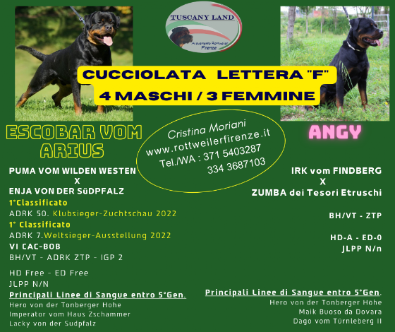 cucciolo rottweiler