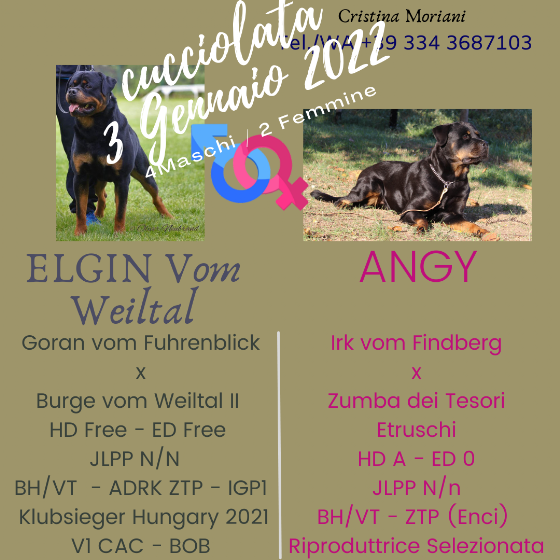 Cucciolata Elgin vom Weiltal x Angy Cuccioli Rottweiler Elgin vom Weiltal x Angy