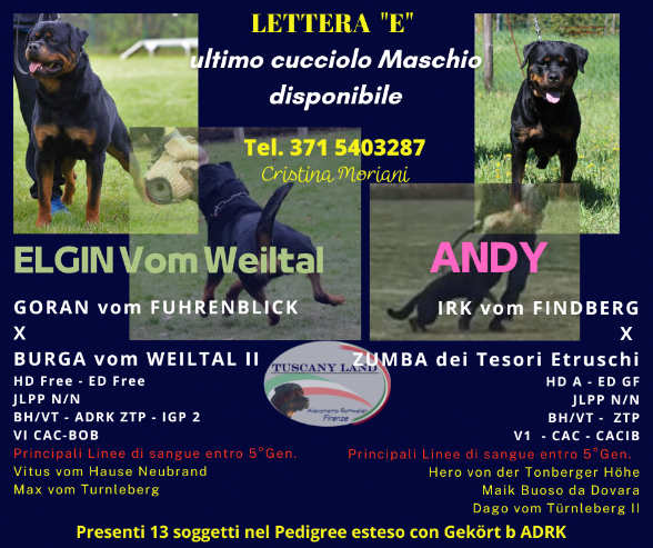 rottweiler cucciolo disponibile