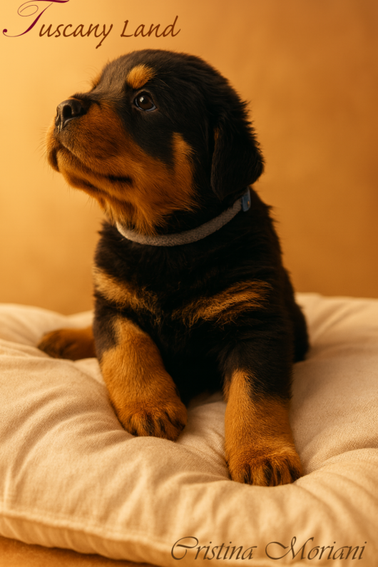 Rottweiler Firenze cuccioli