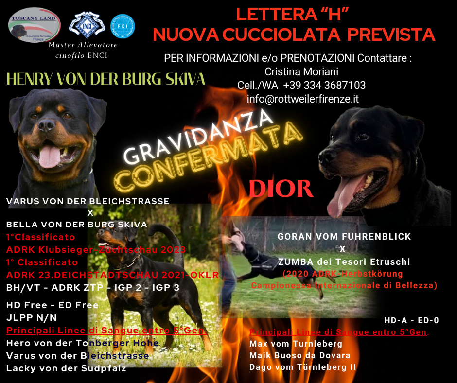 CUCCIOLI ROTTWEILER