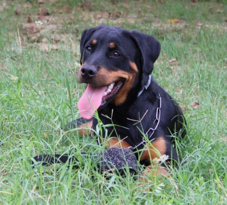 Dora