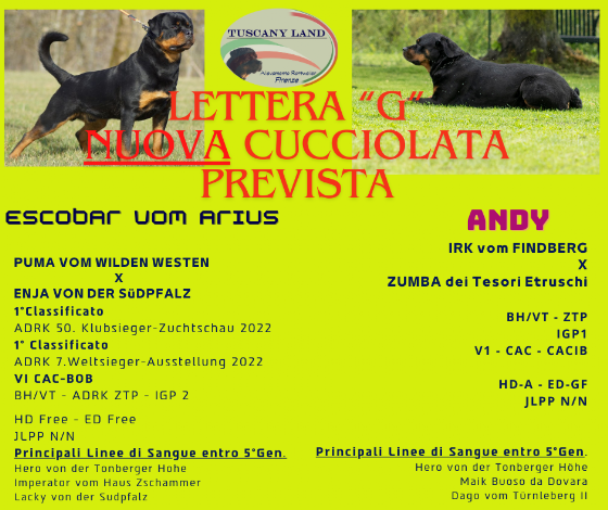 Cucciolo Rottweiler