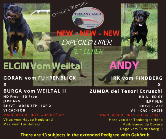 Rottweiler Litter 