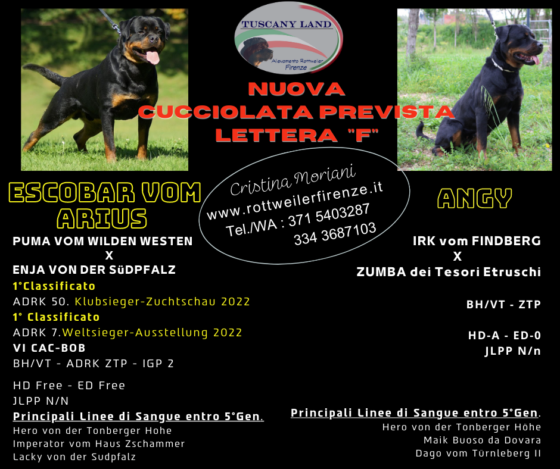 Cucciolo rottweiler