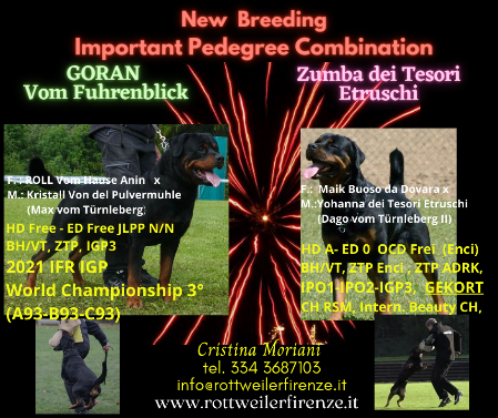 Cucciolata Rottweiler Vendita Cucciolo rottweiler