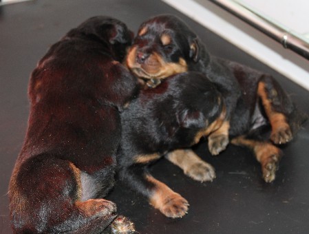 Cuccioli rottweiler
