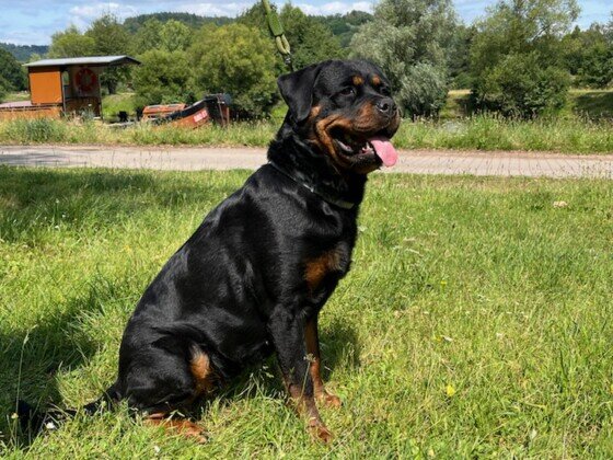 Rottweiler cucciolone