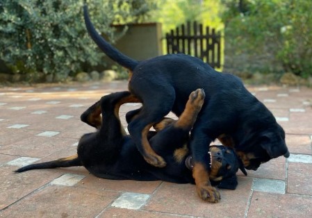 cucciolo rottweiler