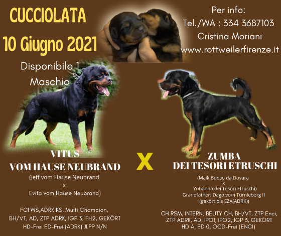 Cucciolata Rottweiler Vendita Cucciolo rottweiler