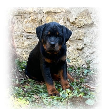 rottweiler cuccioli